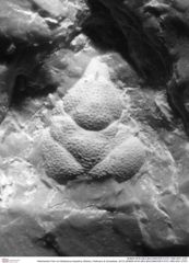 Historisches Foto von Bullariscus triquetrus (Robins, Feldmann & Schweitzer, 2013) (NHMW-AFW-GEO-BACHMAYER-FOTO-1990-0041-2787)